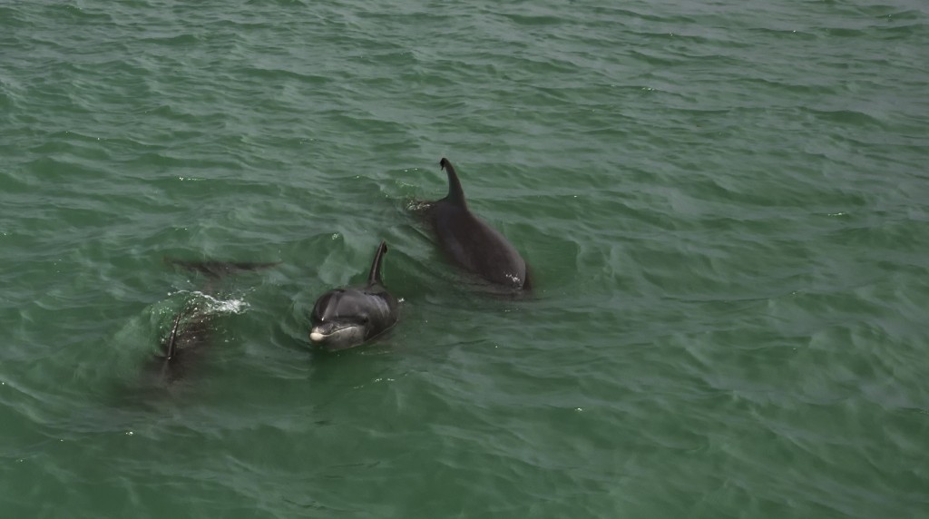 Dolphin watch cruise on South Padre Island