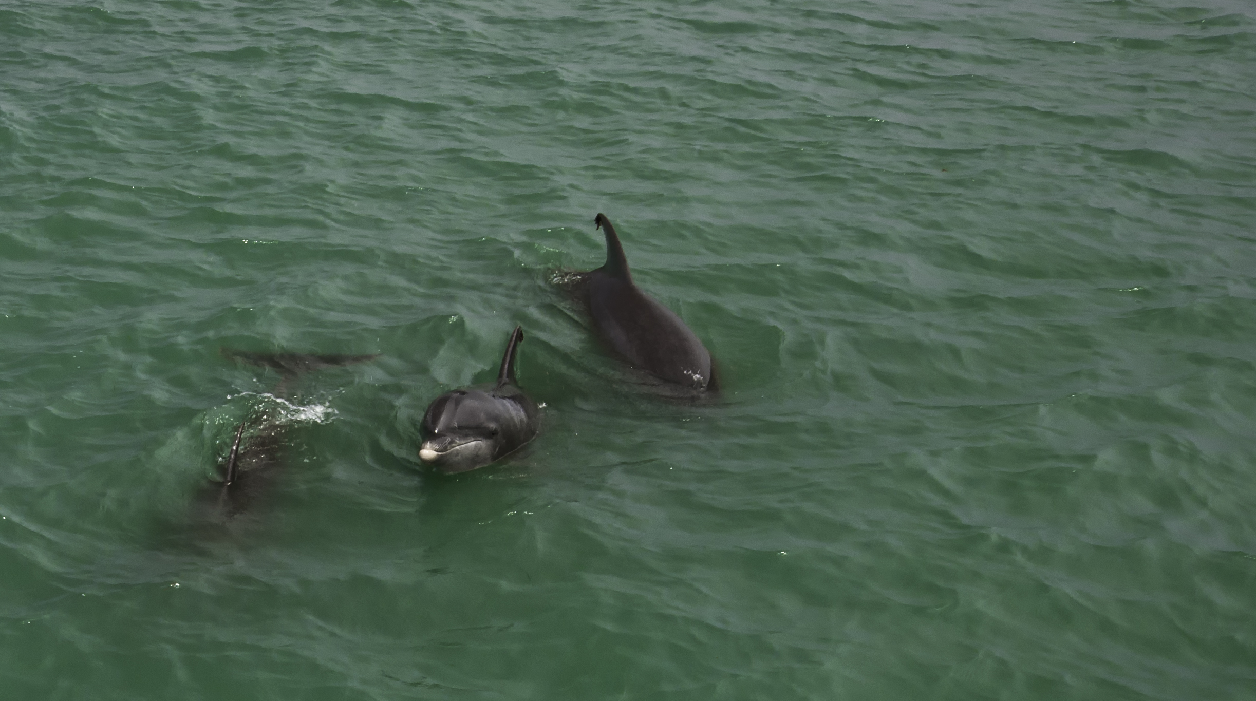 Guaranteed sightings of bottle nose dolphins