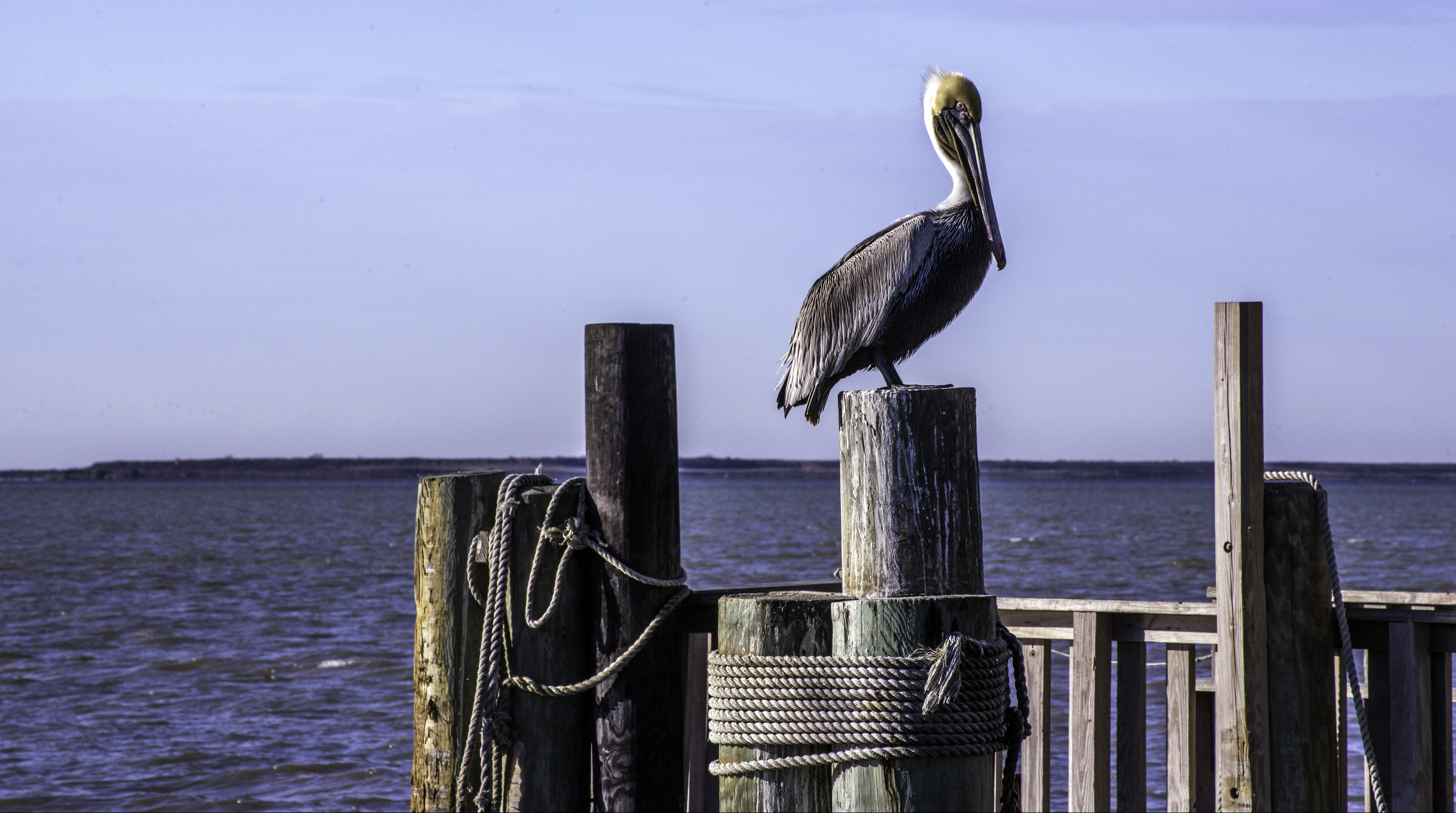View the native brown pelicans