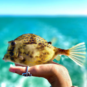 cowfish